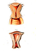 Uterus anatomy,illustration