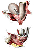 Male perineum,19th Century illustration