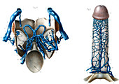 Male genitals blood supply,illustration