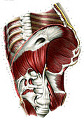 Diaphragm,19th Century illustration