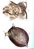 Bladder anatomy,illustration