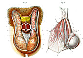 Testicles anatomy,illustration