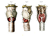 Voice box anatomy,illustration