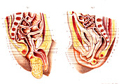 Newborn male & female reproductive organs