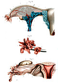 Fallopian tube anatomy,illustration