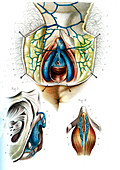 Female genitals,illustration