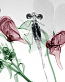 Damselfly on flowers,X-ray