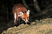 Juvenile red fox