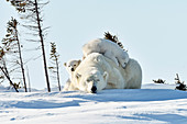 Polar bear mother and cubs