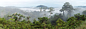 Misty tropical rainforest,Ecuador