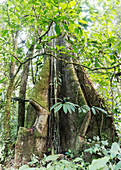 Rainforest tree with roots,Ecuador