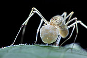 Spitting spider with egg sac