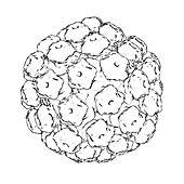 Human papilloma virus particle,artwork