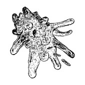 Amoeba,illustration