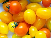 Tomatoes 'Ildi' and 'Orange Paruche'