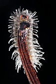 Erebidae moth caterpillar