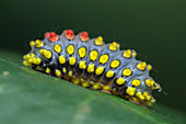 Cyclosia caterpillar secreting poison
