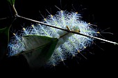 Archduke butterfly caterpillar