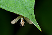 Moth releasing pheromones