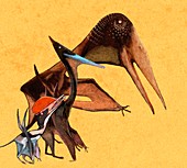 Pterosaur size comparison,illustration