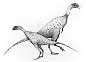 Limusaurus dinosaurs,illustration