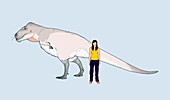Nanuqsaurus size comparison,illustration