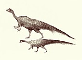 Plateosaurus dinosaurs,illustration