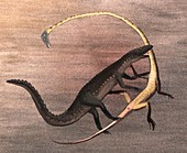 Ticinosuchus and tanystropheus fighting