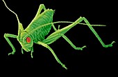 Speckled bush-cricket nymph. SEM
