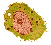 Leydig cell,TEM