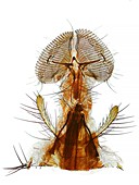 Blowfly proboscis,polarised microscopy