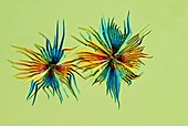 Elaeagnus leaf scales,light micrograph