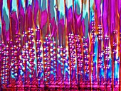 Larch wood,polarised light microscopy