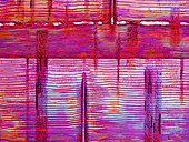 Larch wood,polarised light microscopy