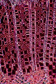 Tulip tree wood,polarised microscopy