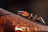 Trapjaw ant