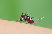 Tiger mosquito,feeding