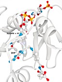 Dihydrofolate reductase and folic acid