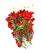 Chloride channel and ivermectin complex