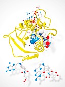 Dihydrofolate reductase and methotrexate