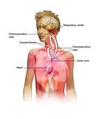 Chemoreceptors in respiration