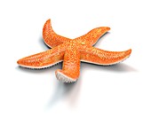 Starfish,illustration
