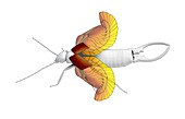 Ear-wig wing folding,illustration