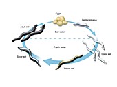 Eel life-cycle,illustration