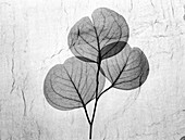 Eucalyptus leaves,X-ray