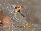Pygmy Kingfisher taking a splash bath