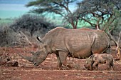 Female white rhino with calf
