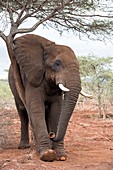 African Elephant Grooming
