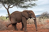 African Elephant Grooming