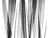 Lady palm fronds,X-ray
